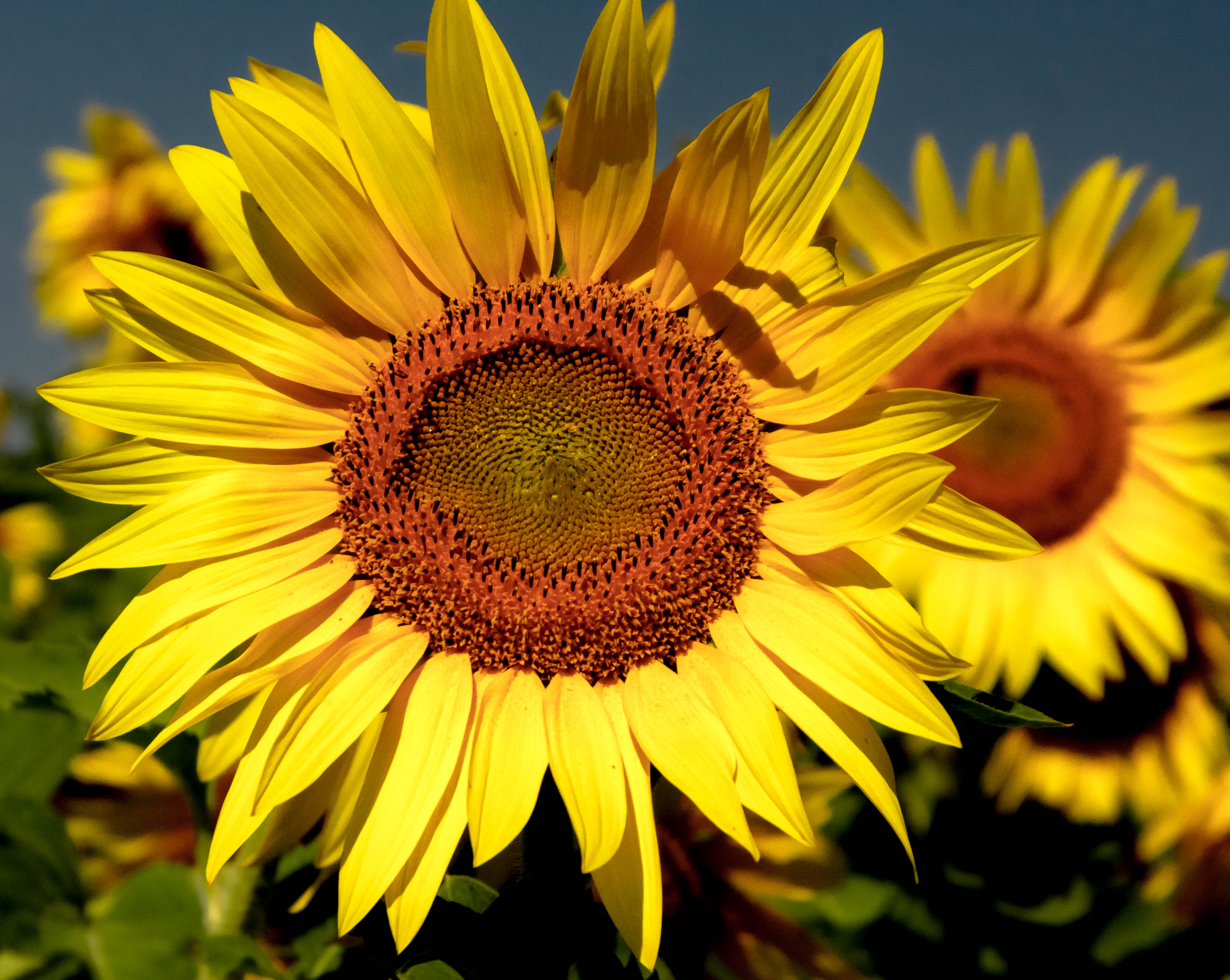 Sunflowers in a field, Minnesota, America, USA