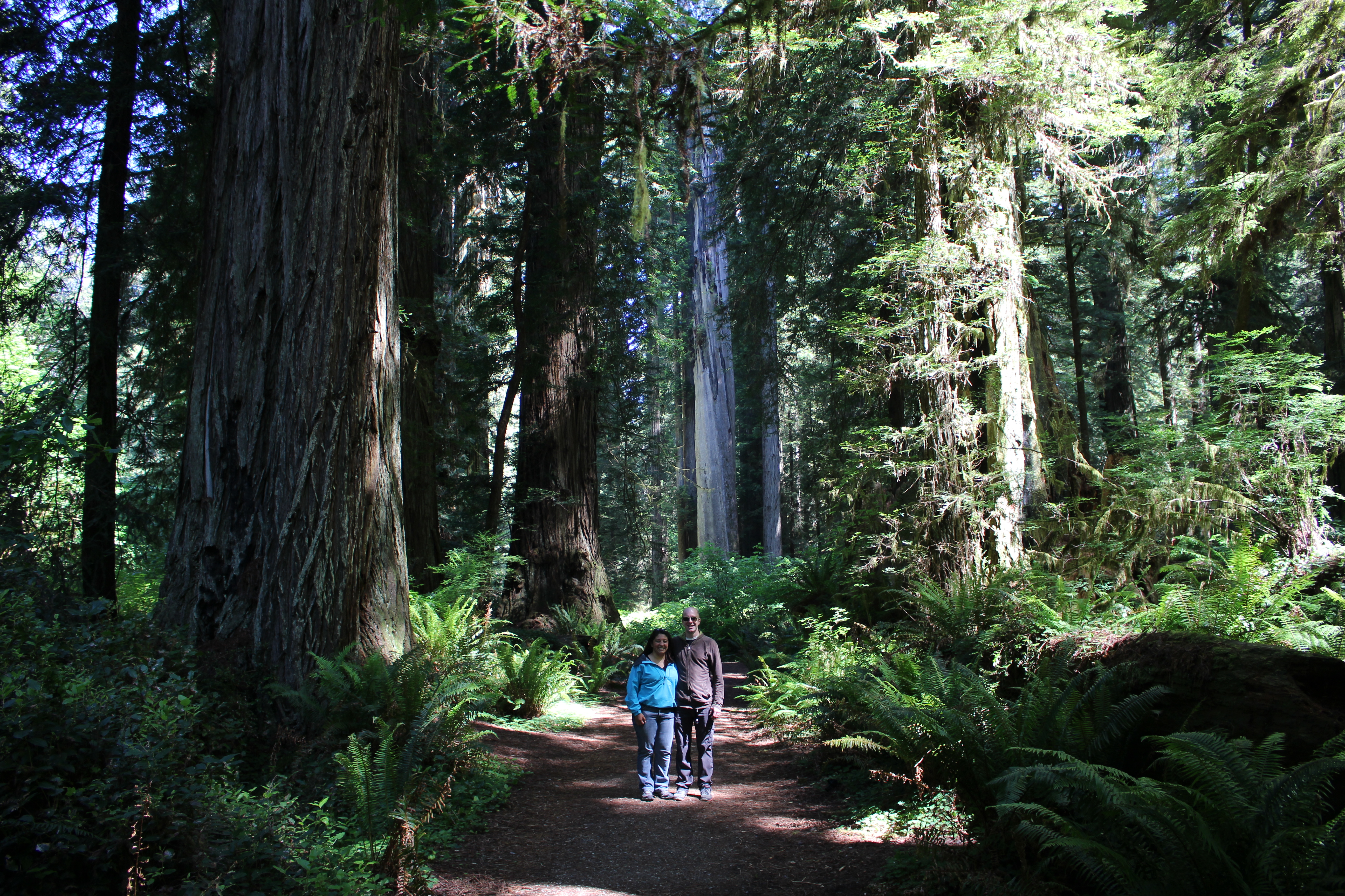 Redwoods Road Trip