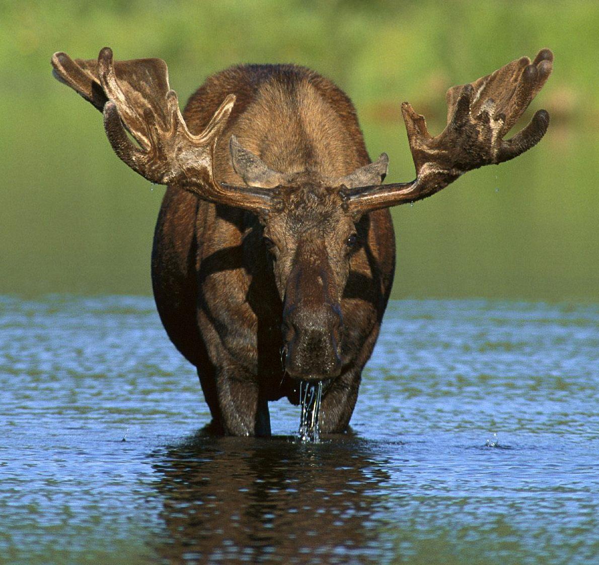 Cropped Moose_Cover photo by Keenan Ward Photography