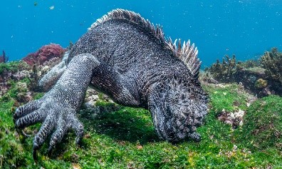 marine iguana