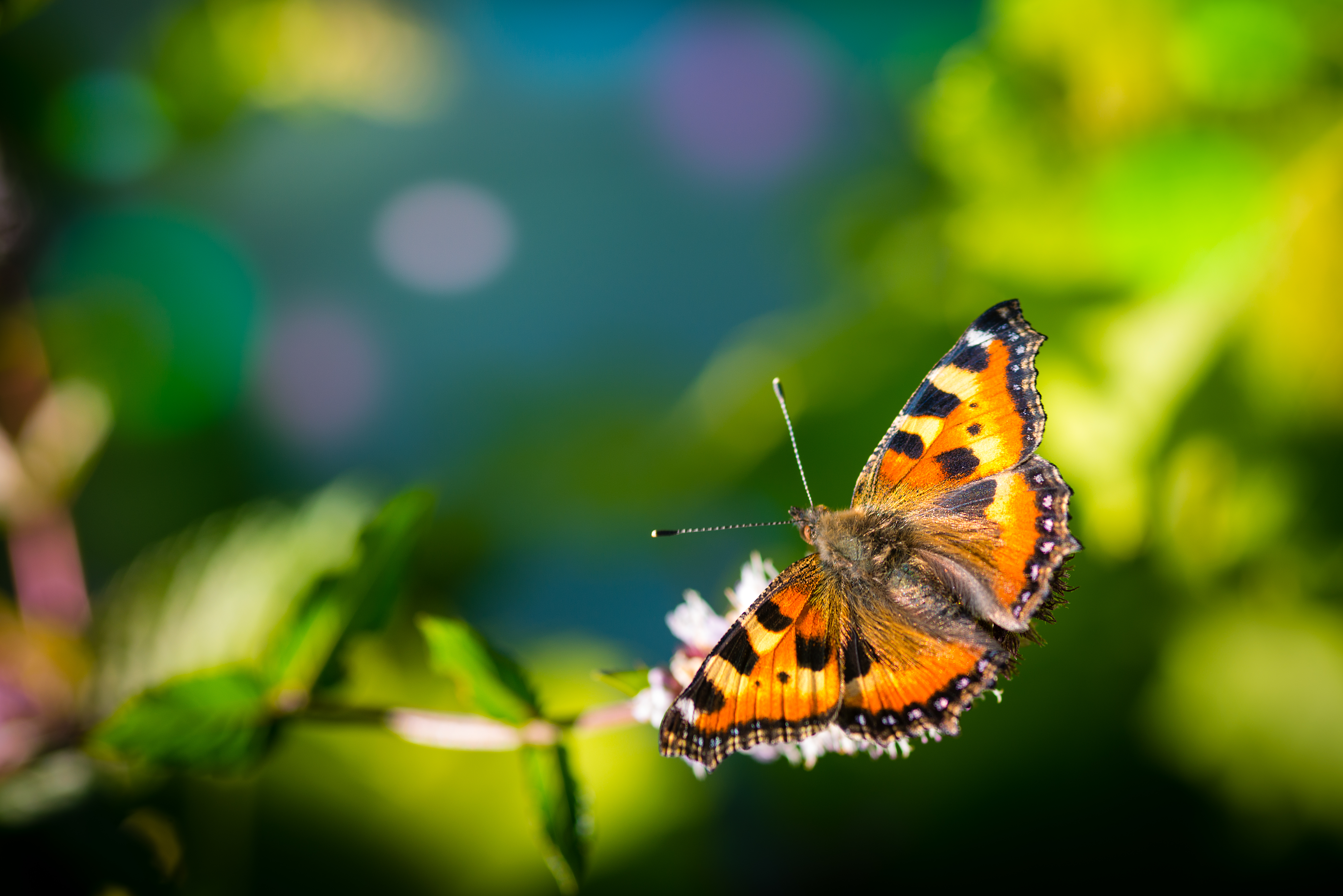 Monarch butterfly on a flower