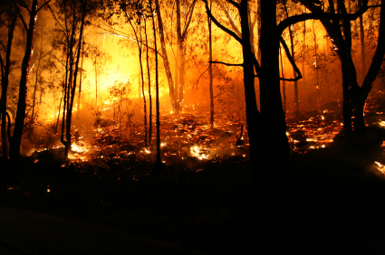 iStock Forest FireXSmall