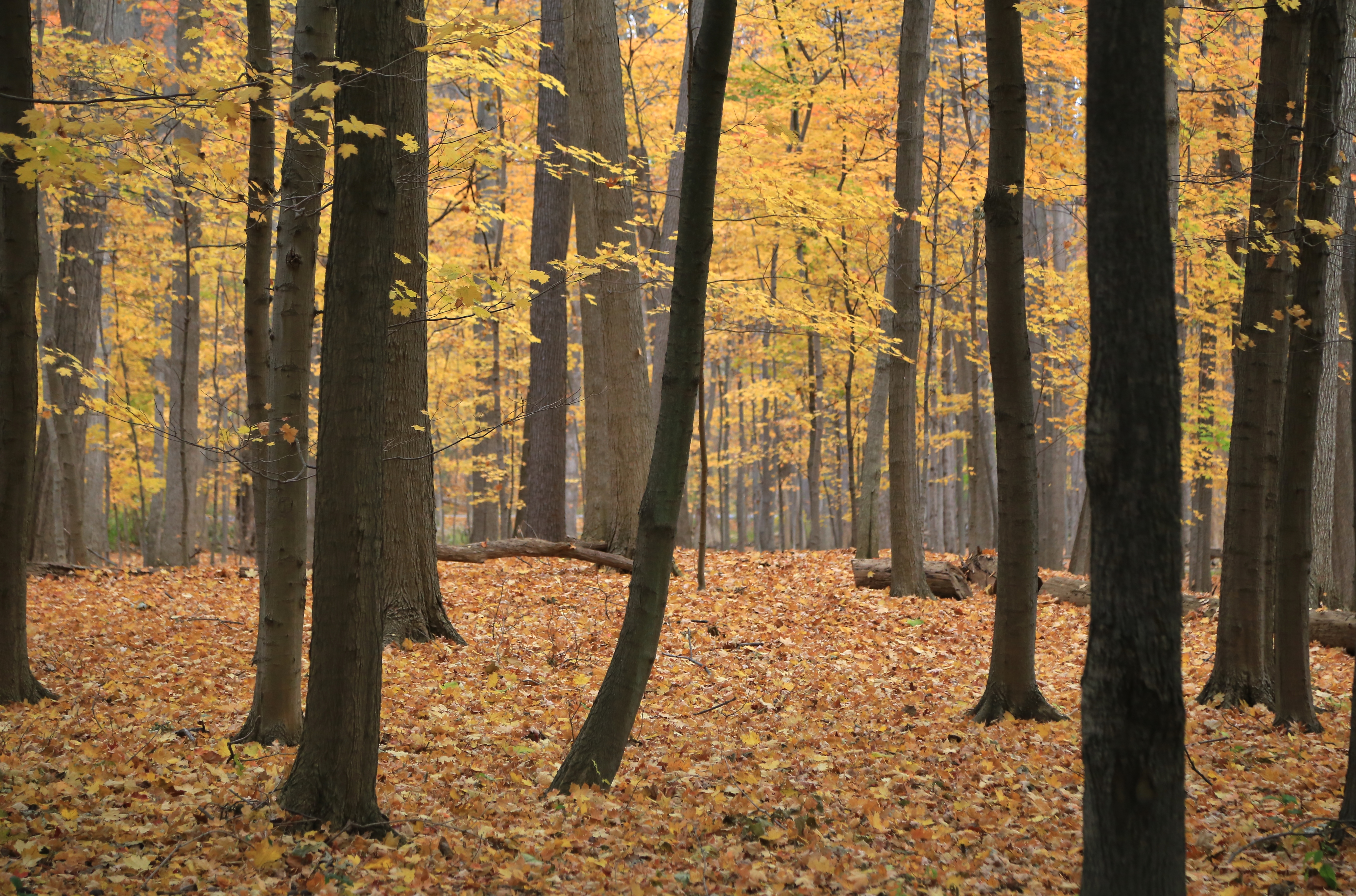 Autumn forest, Rocky River Metropark, Cleveland, Ohio, USA