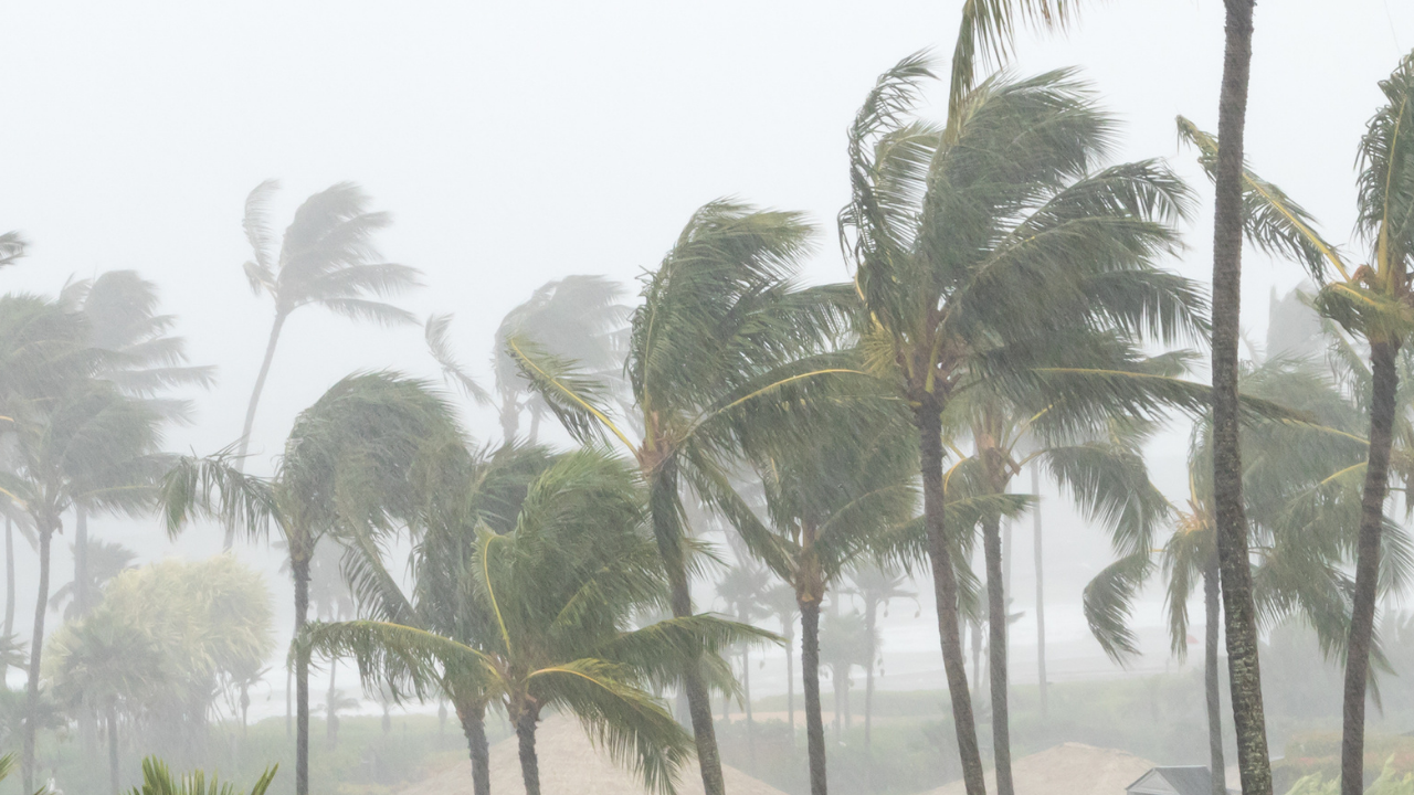 Palm Trees_Hurricane Winds.png