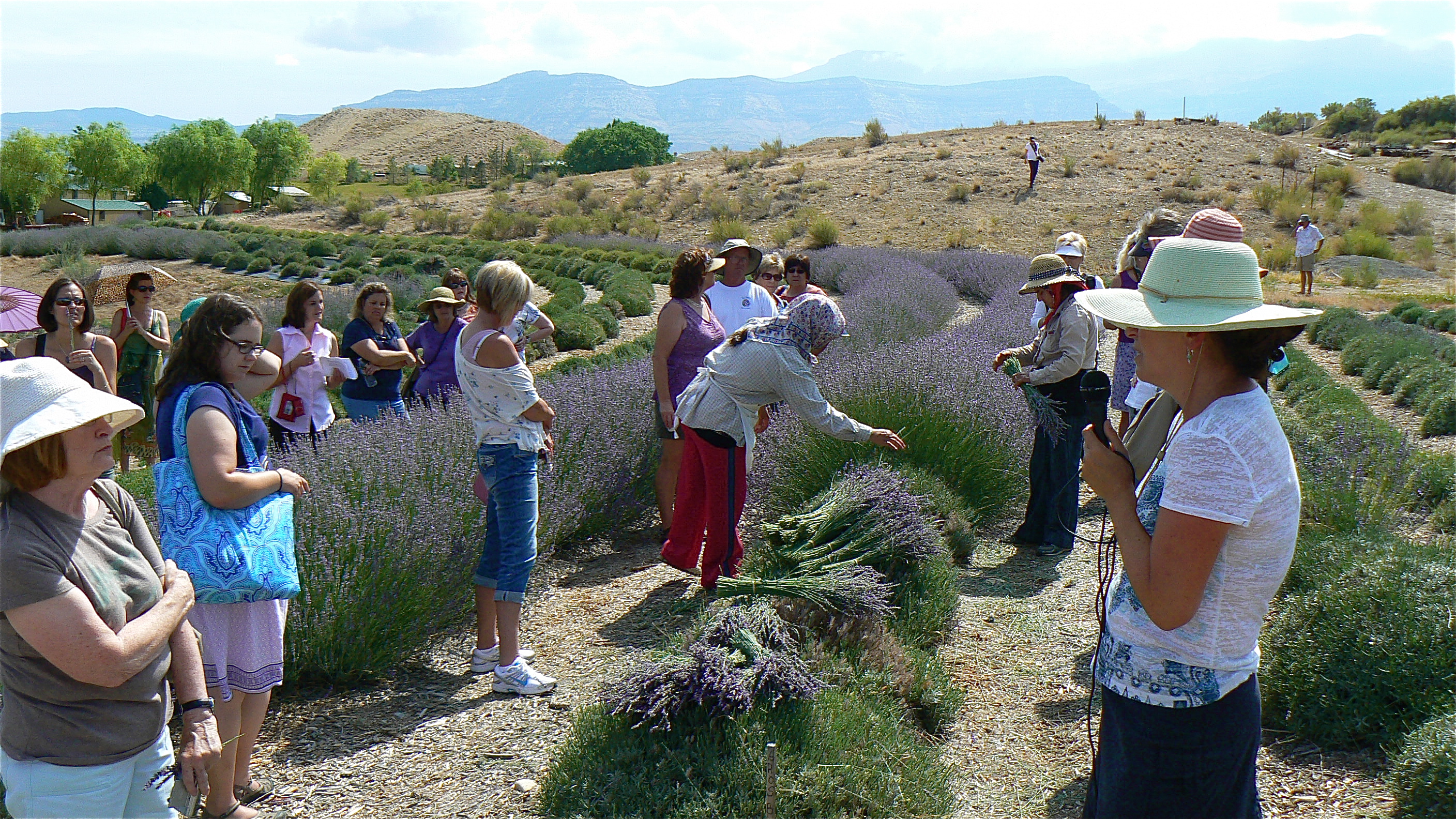 Lavender