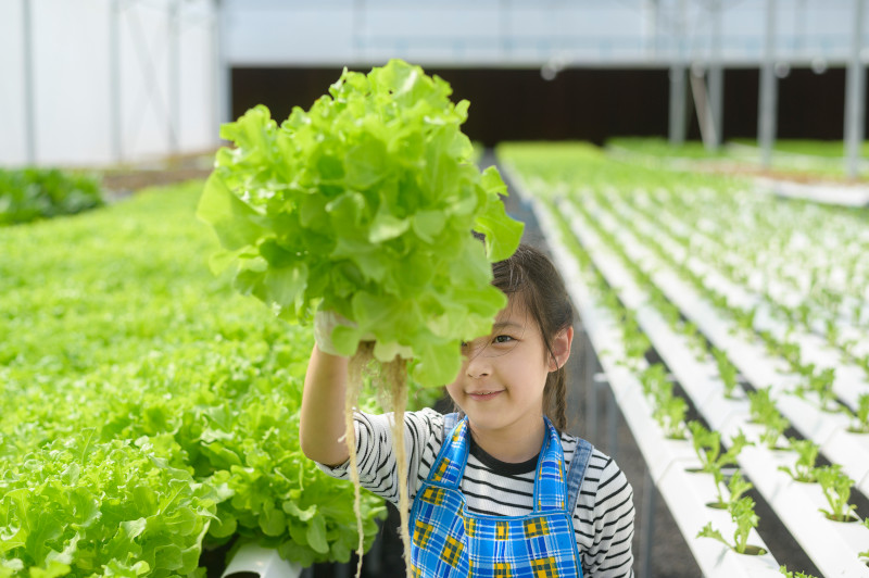 Companion vegetables are helpful to each other. Strawberries can be good companions to leaf lettuce. The mature leaf lettuce can hide the strawberries from birds. Onions keep insects and rodents away from lettuce.