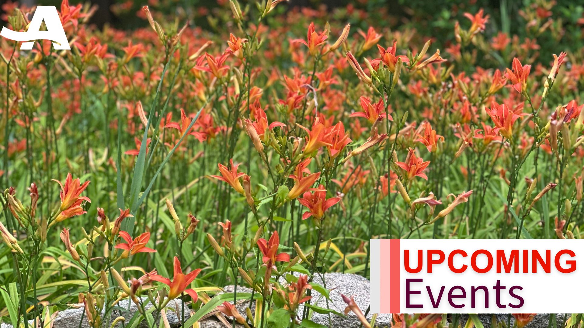 AARP Massachusetts Shedule of Events for this Summer