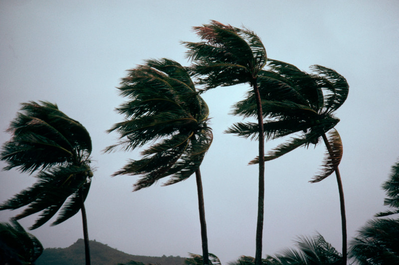 Typhoon Winds Blowing Coastal Palms