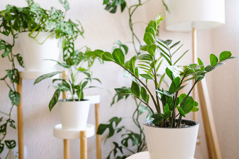 Zamioculcas Zamiifolia or ZZ Plant in white flower pot stands on a wooden stand