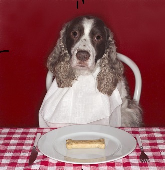 Dog Sitting by Plate with Dog Biscuit