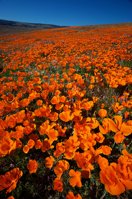 california-poppies