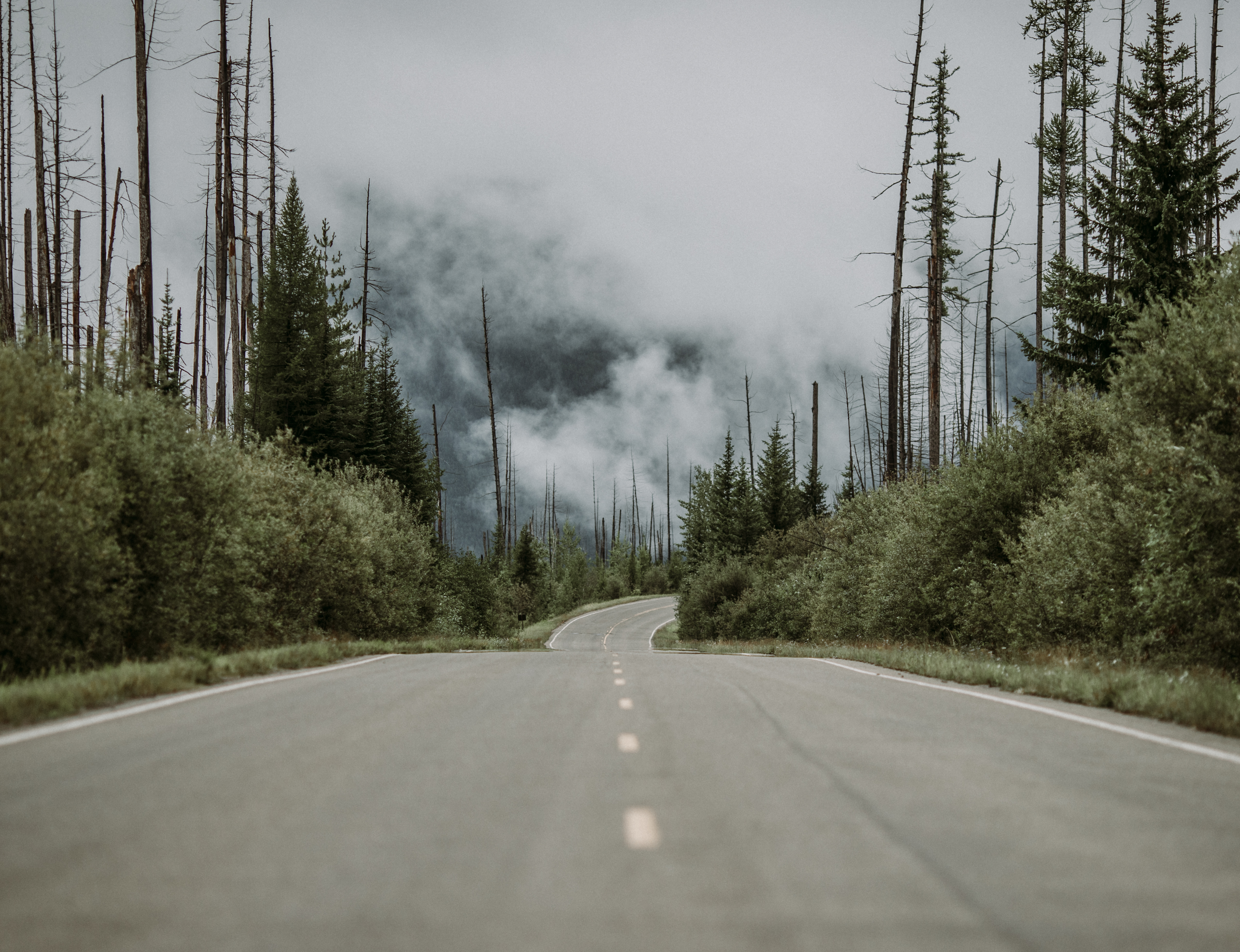 Paved road through a forest recovering from wildfire on cloudy day