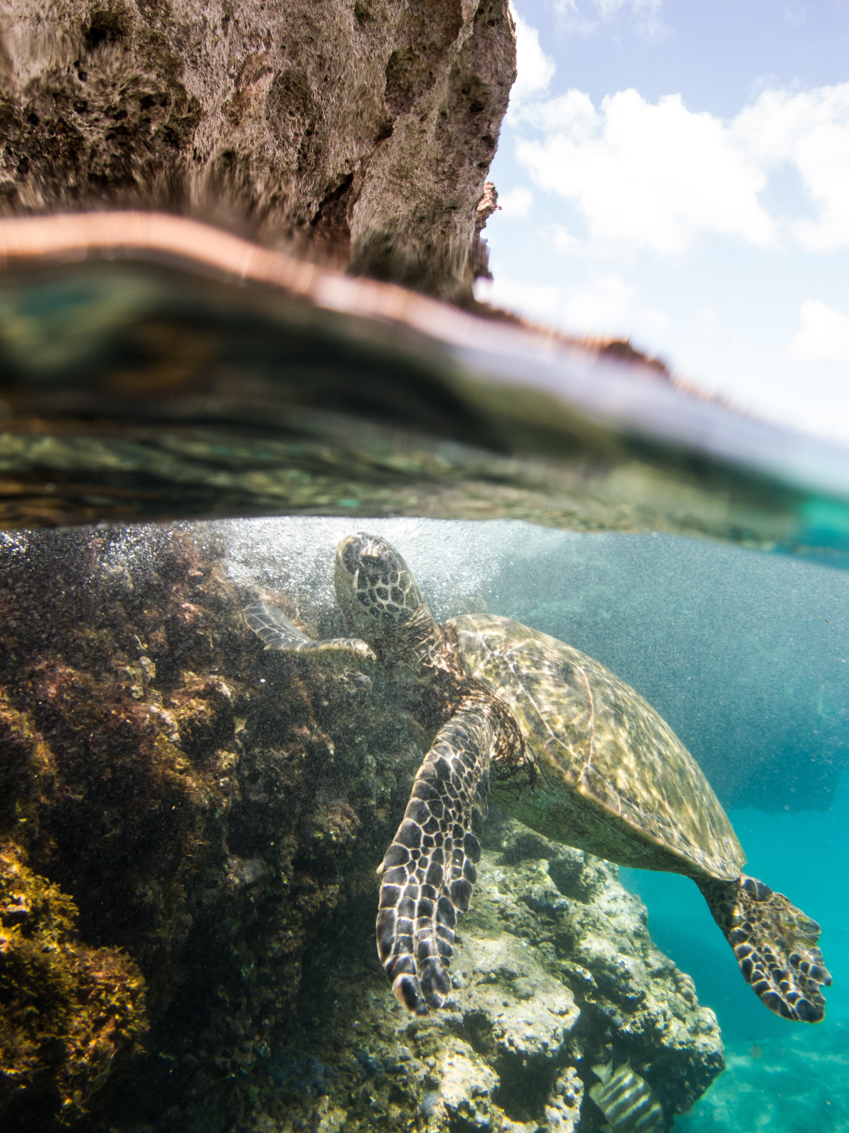 Green sea turtle in Hawaii