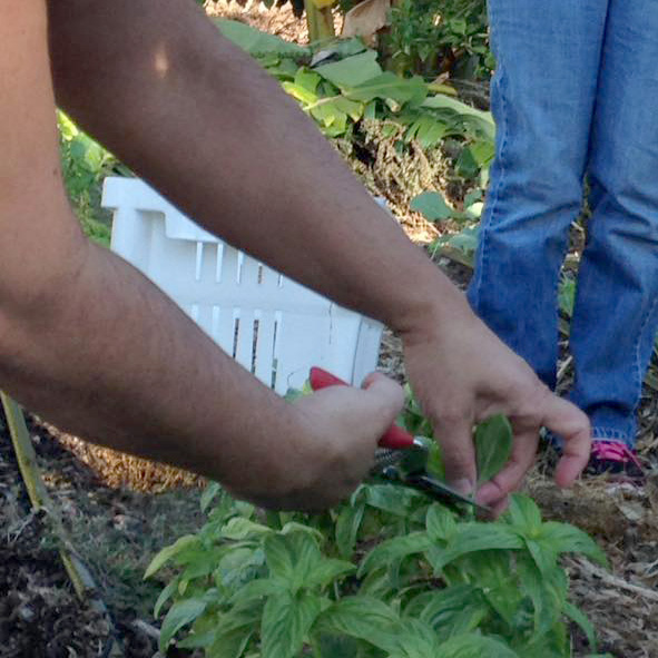 gardening 1 - edited