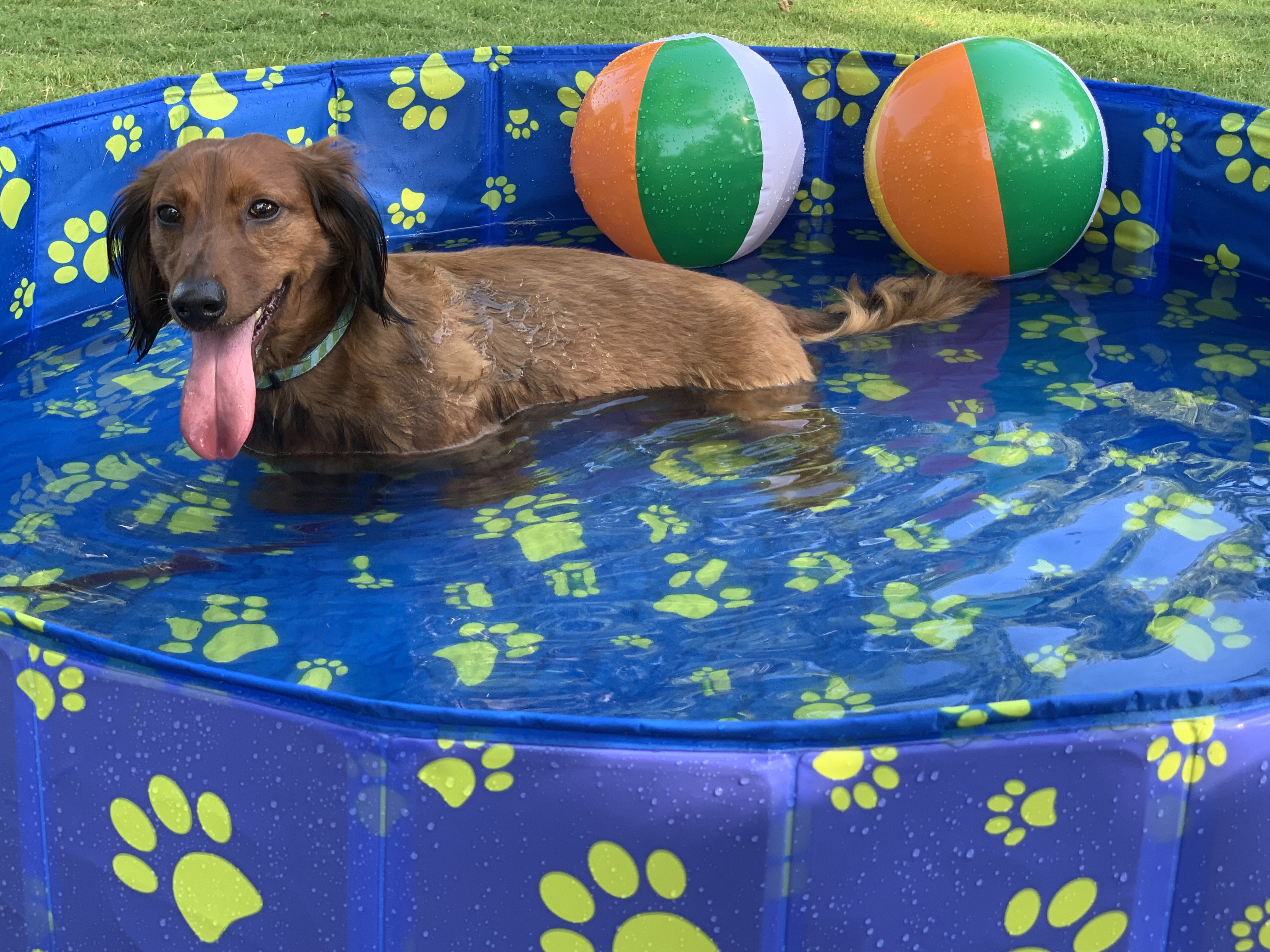 Weiner dog pool.jpg