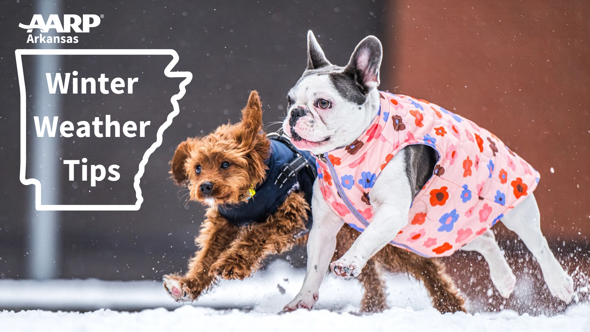 Two dogs running in snow with dog vests on, headline of Winter Weather Tips.