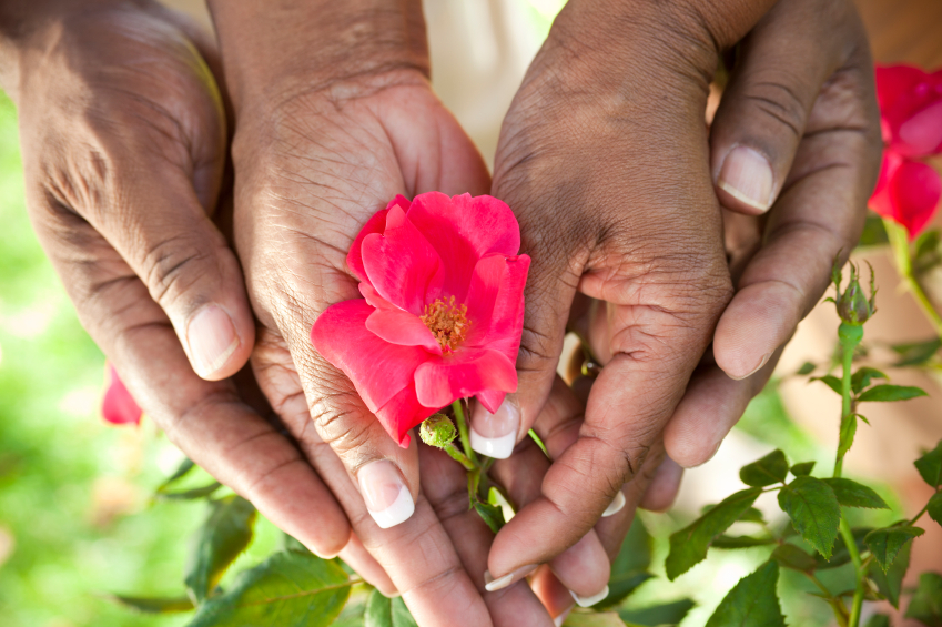 Senior African American Couple Hands Holding Rose Flower