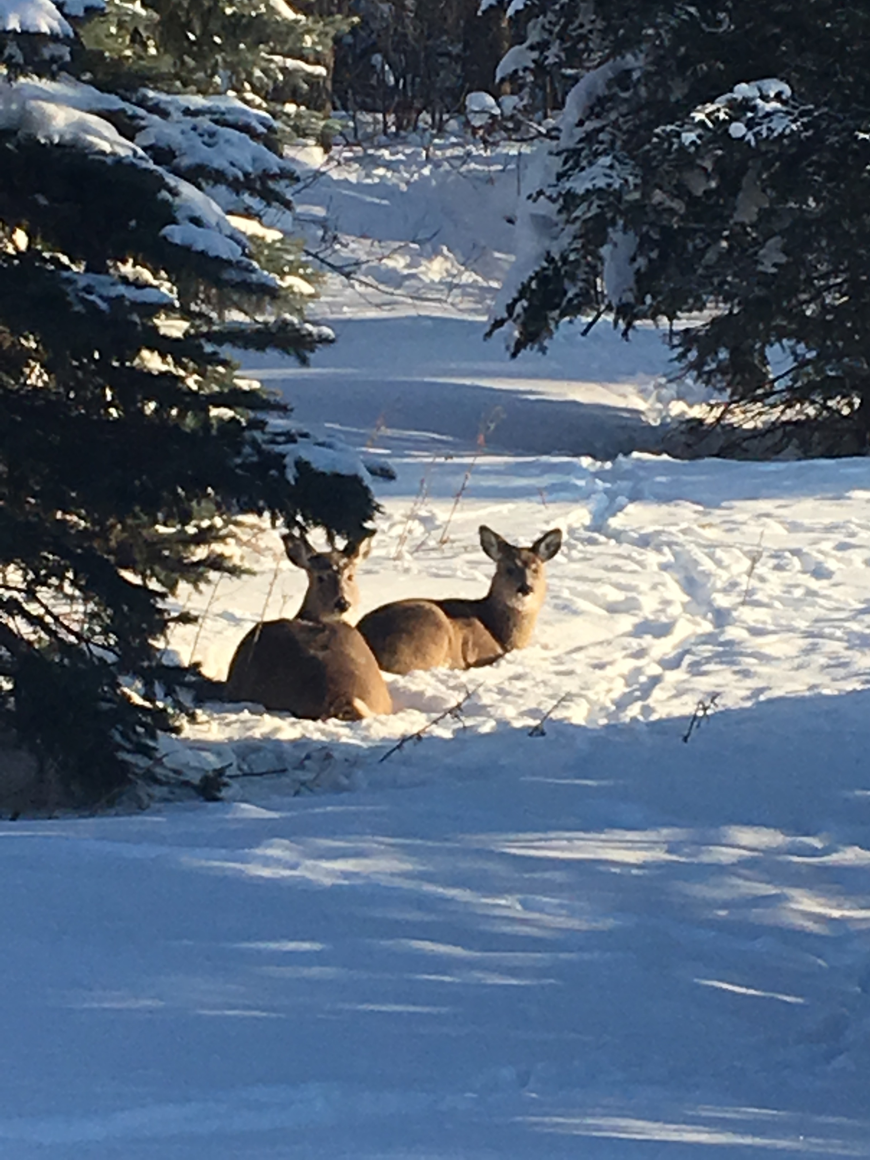 Two deer sitting in snow