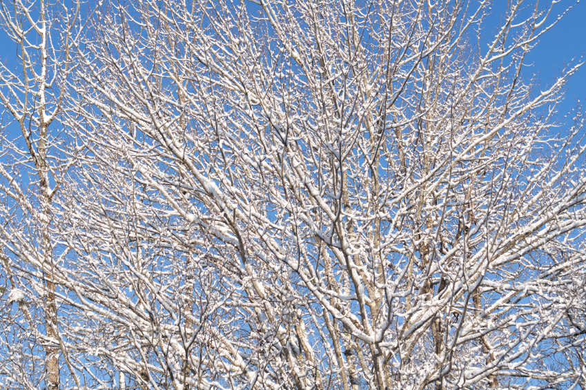 Snow covered tree