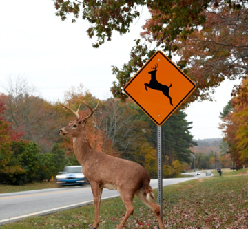 Deer in Headlight.jpg