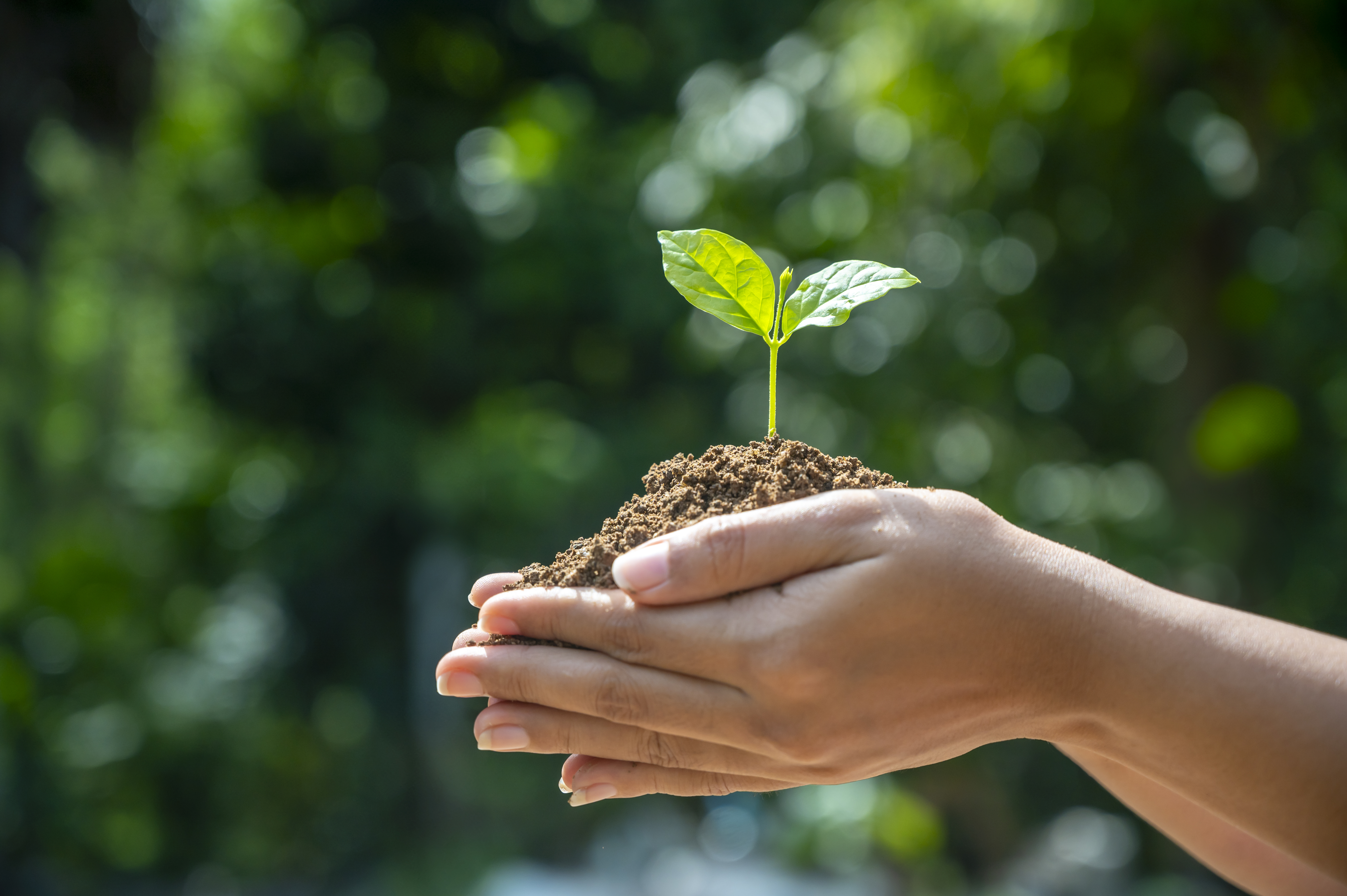hands holding plant