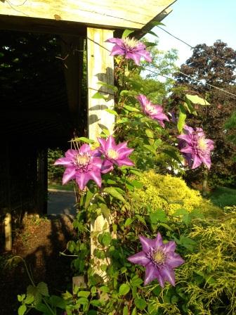 Multi Blue_Clematis