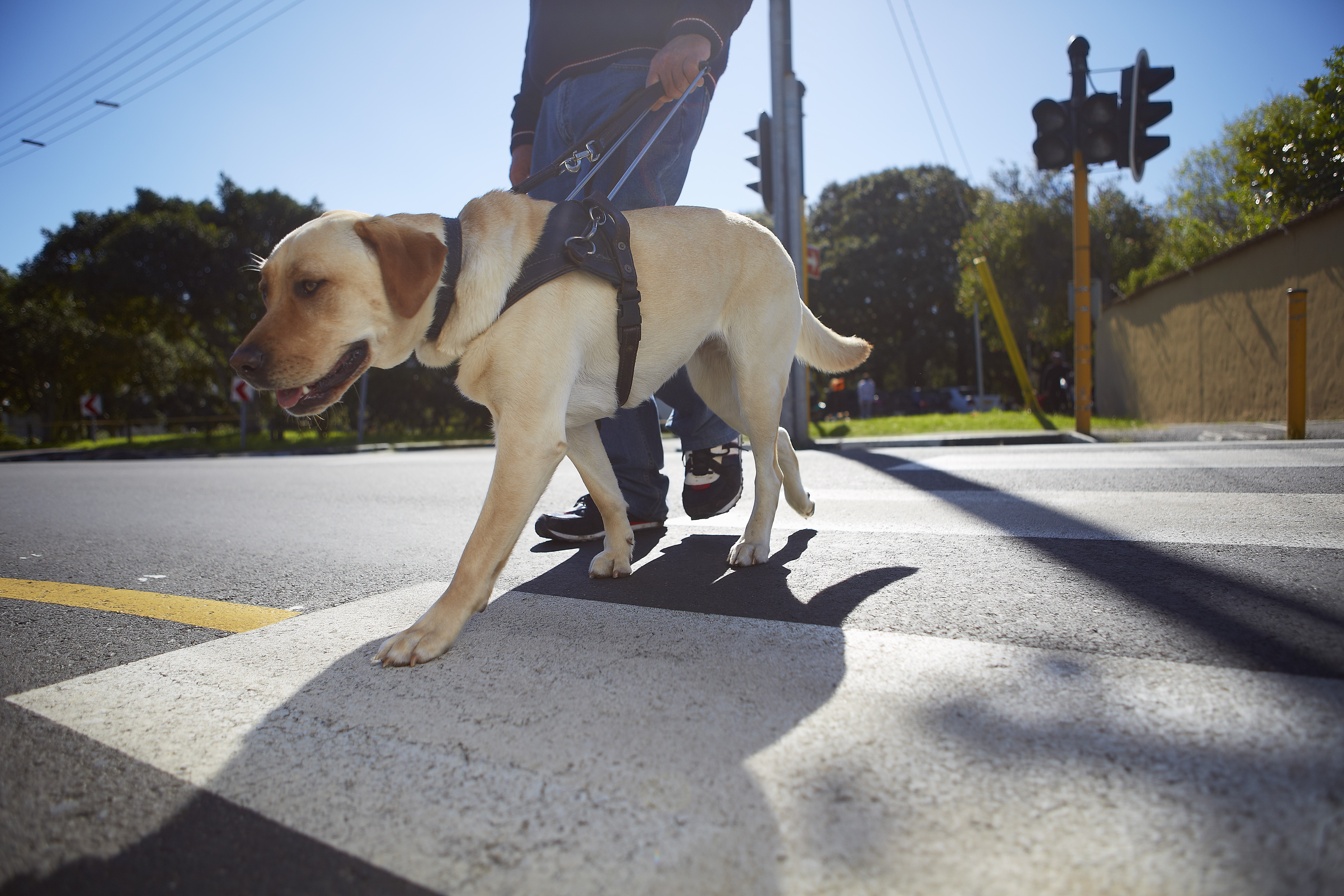 Visually impaired man crossing a street with his guide dog