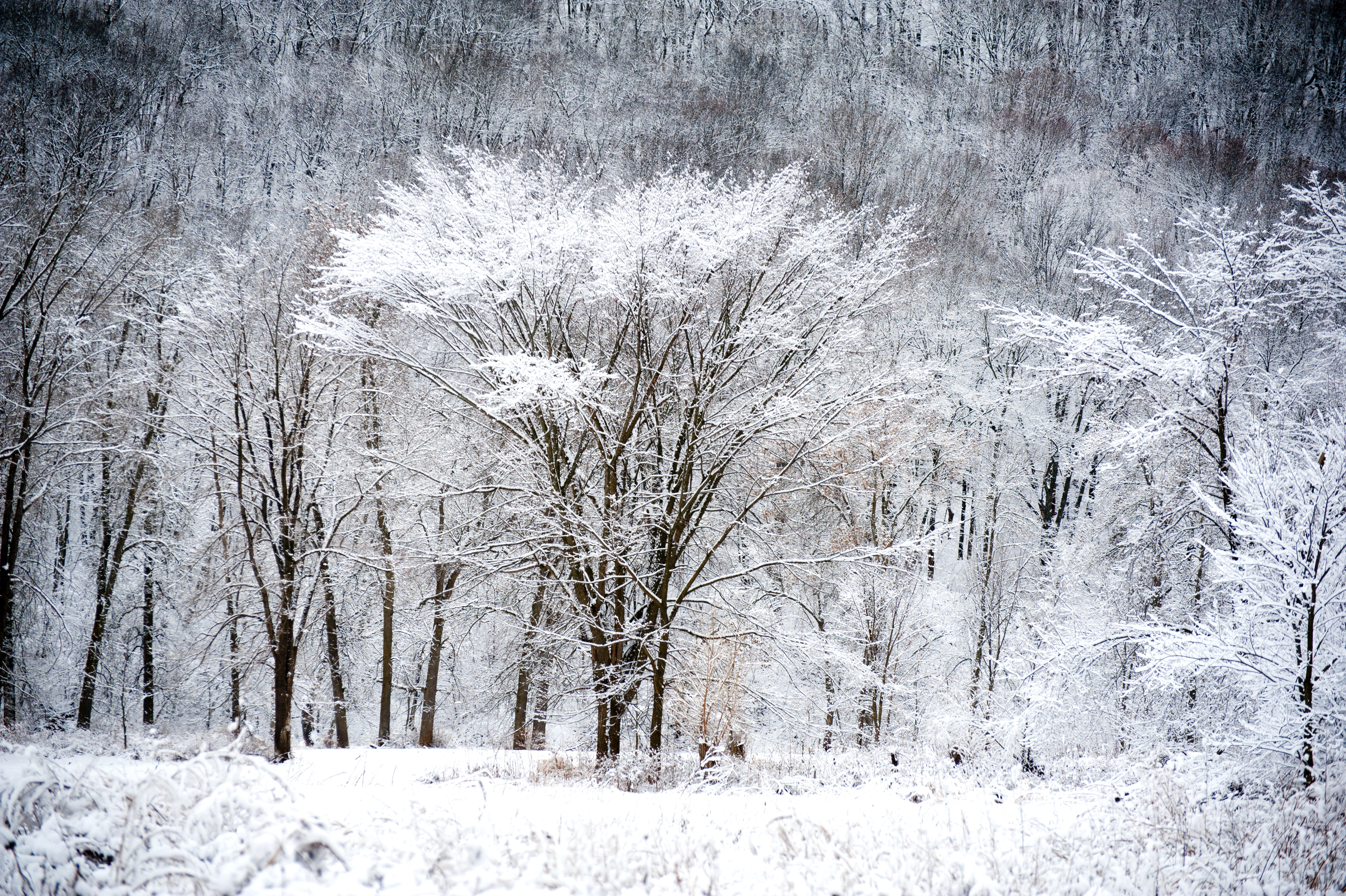 Pruning in late fall or winter is risky. The environmental temperatures will not support growth.
