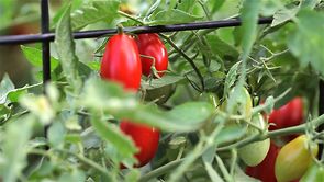 Walnut tomatoes