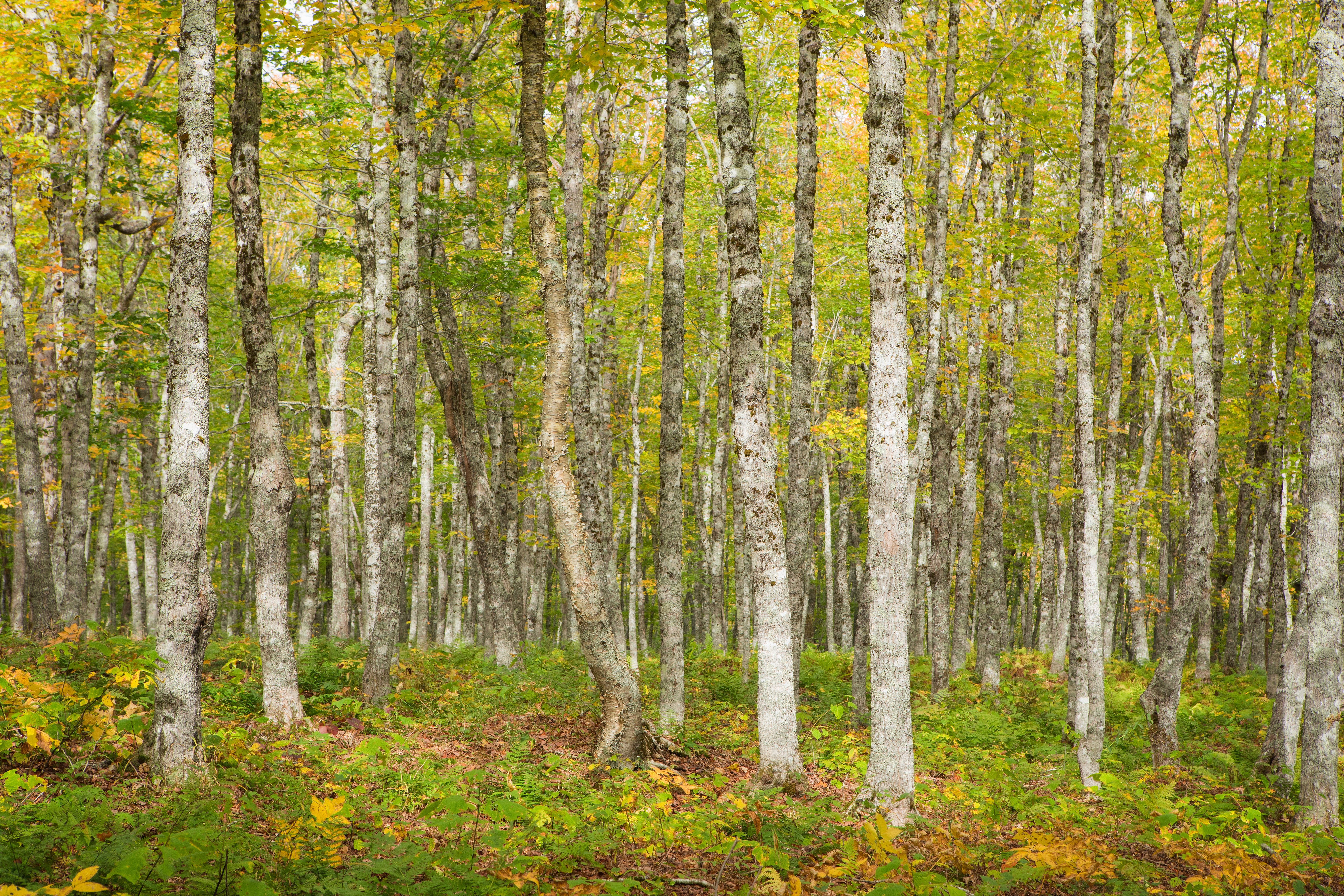 Forest scene