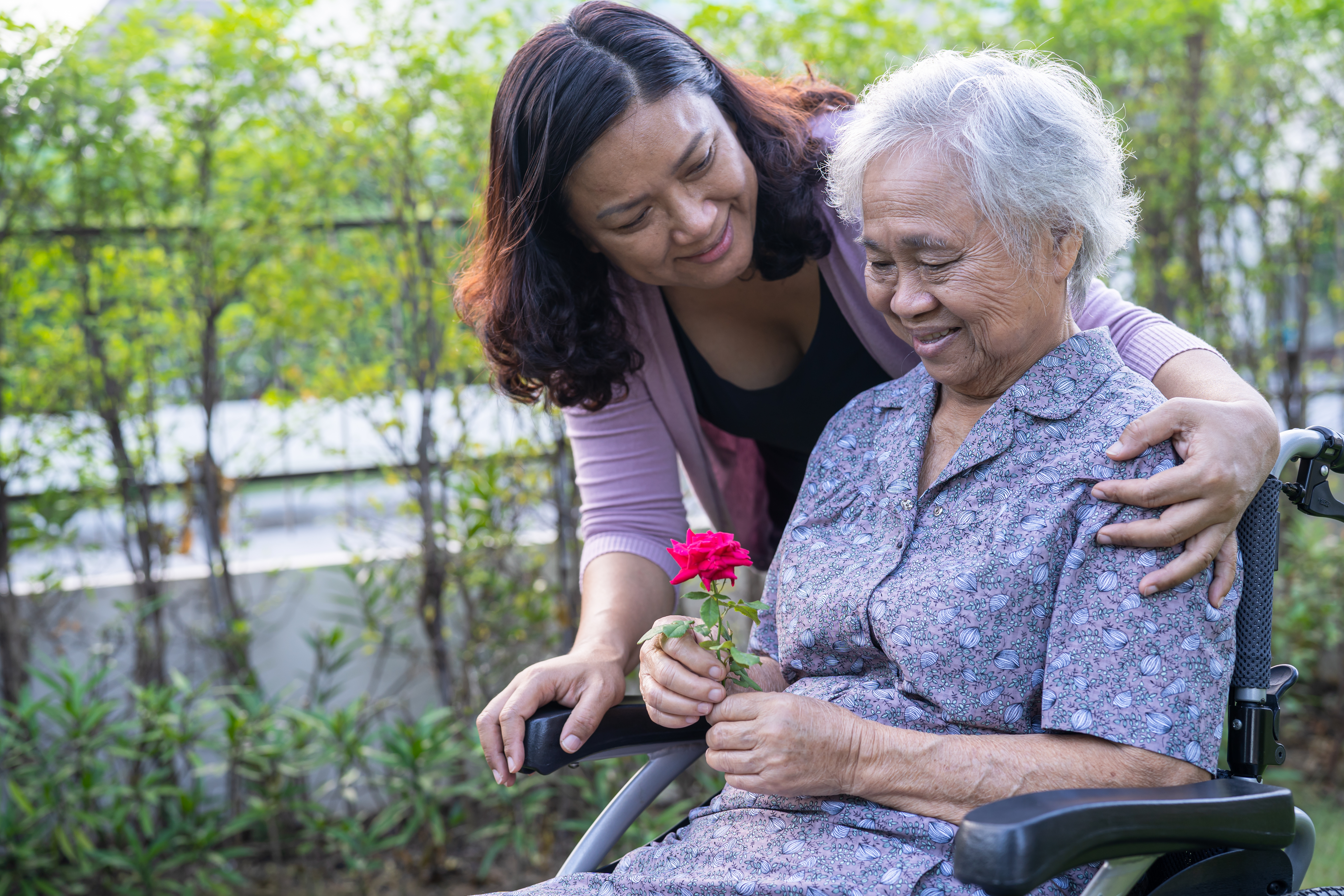 Caregiver daughter hug and help Asian senior or elderly old lady woman holding red rose on wheelchair in park.