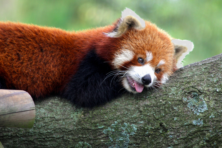 Baby Red Panda