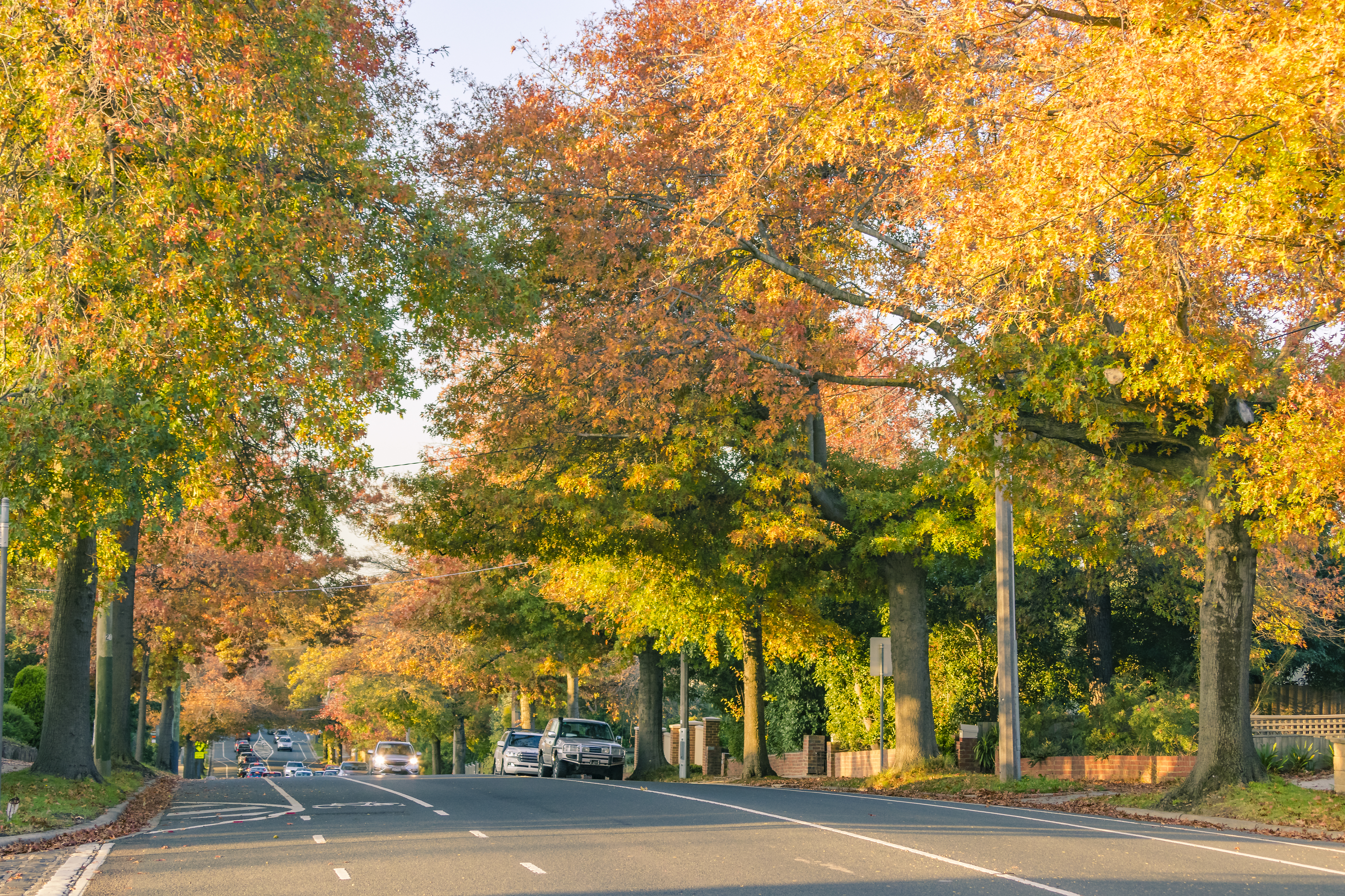 Autumn colours in leafy suburban street with cars in distance.