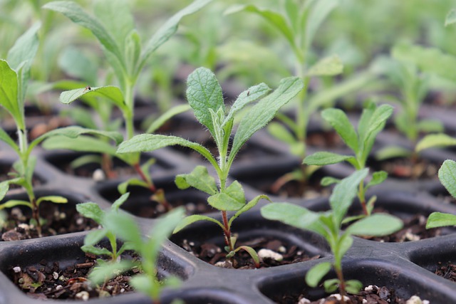 A close-up of small seedlings