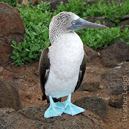 Blue footed booby