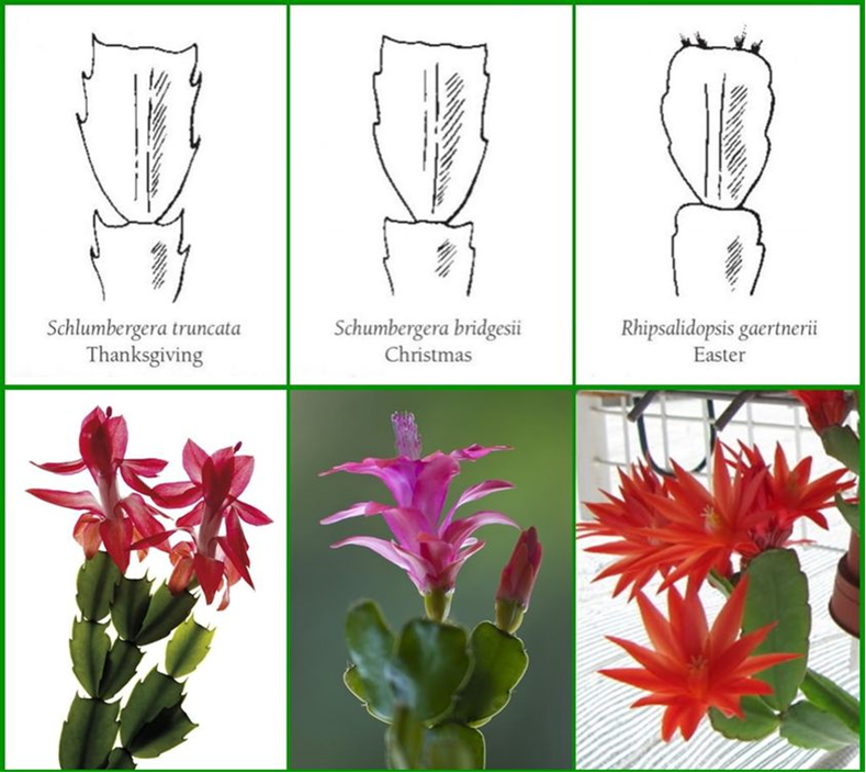 An illustration showing three different cacti and their blooms. 