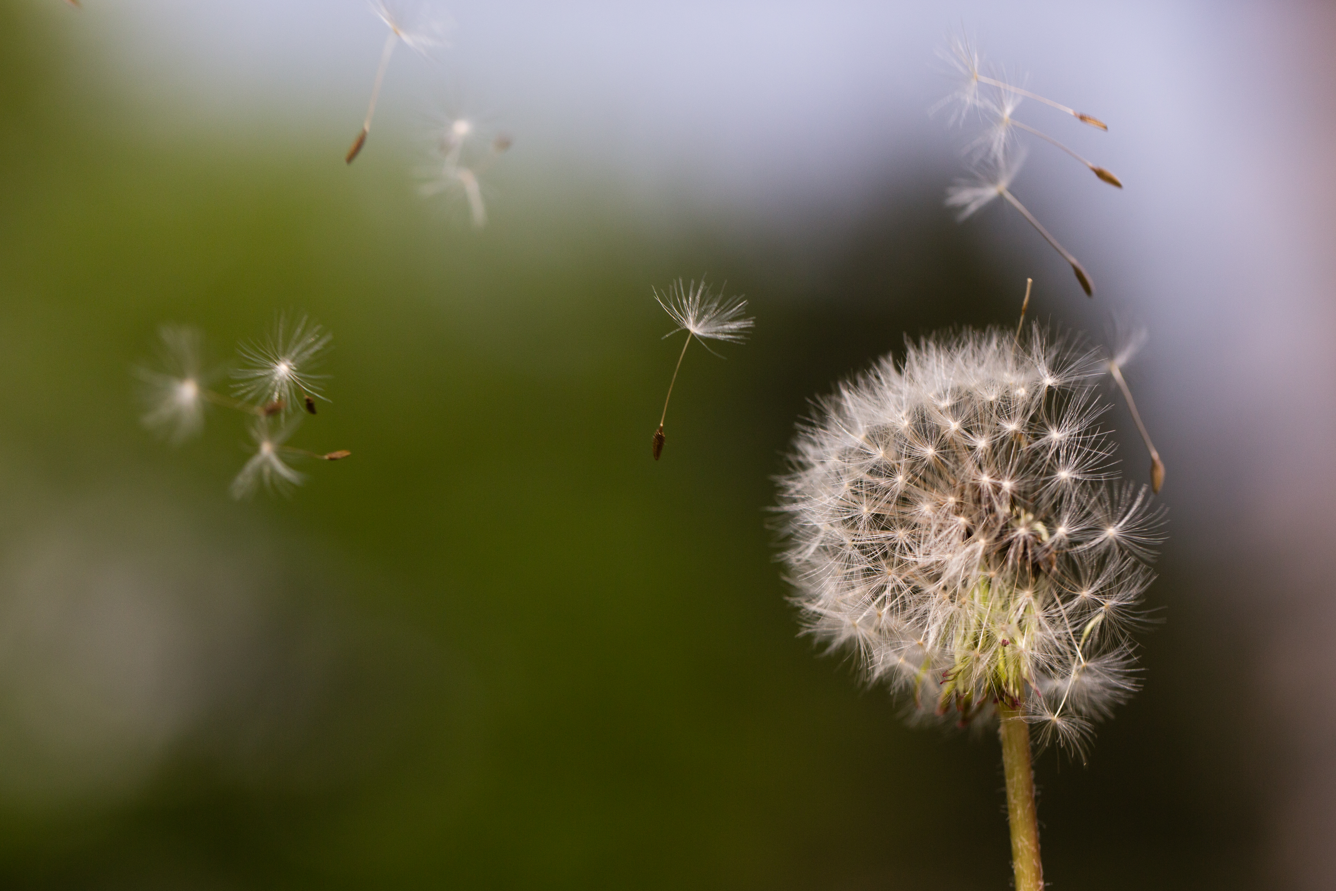 Seeds flying off dandelion seed head, Vienna, Austria