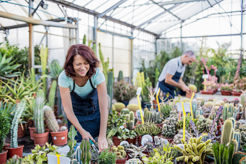 Two people tend to cacti in a greenhouse. 