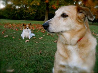 Charlie and Chaz