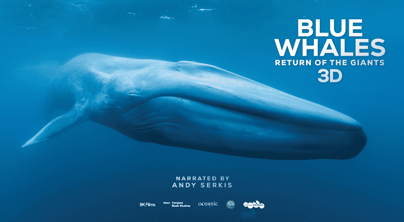 Blue-Whales-820x450-1.png