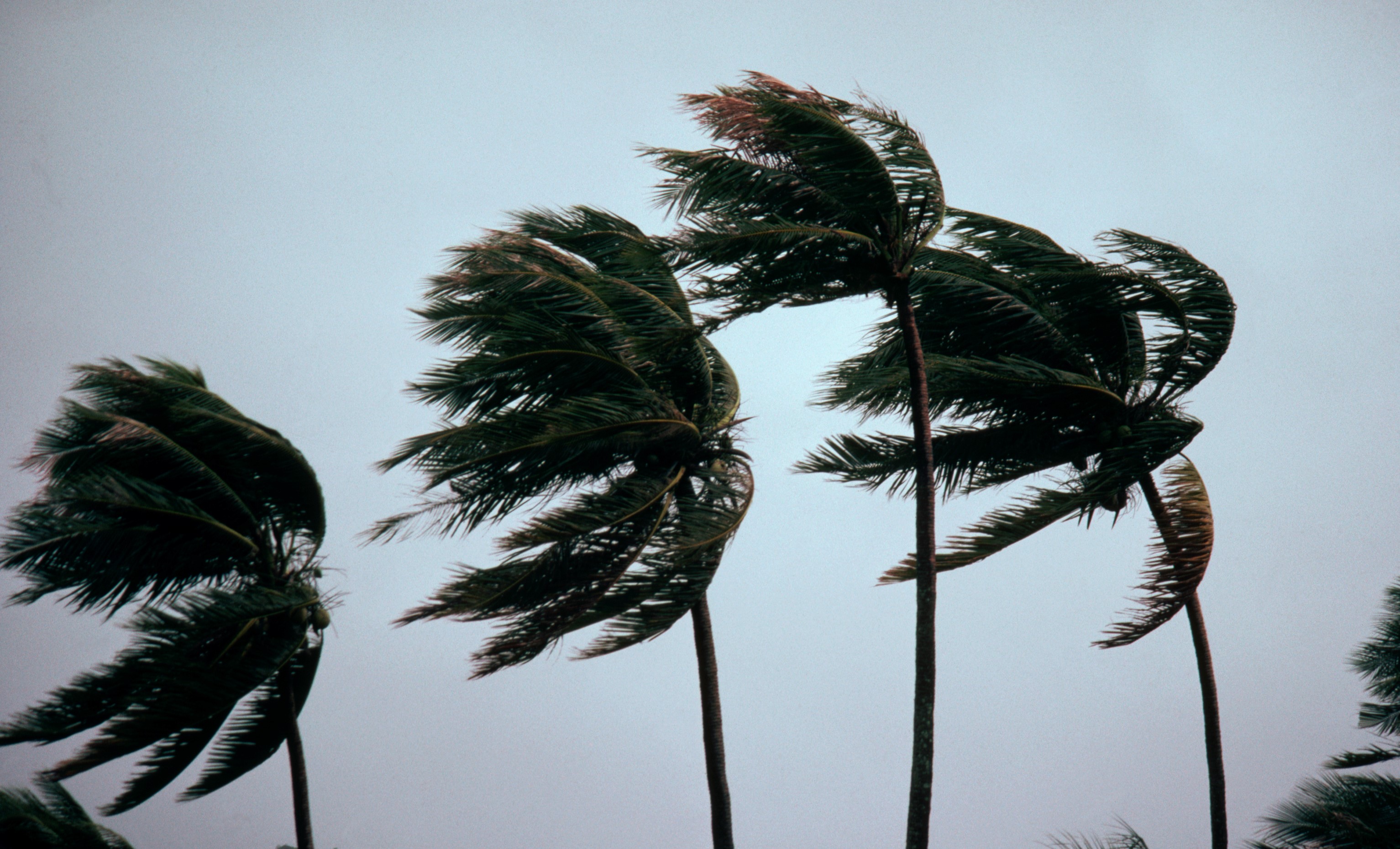 Typhoon Winds Blowing Coastal Palms