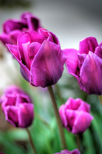 Spring tulips