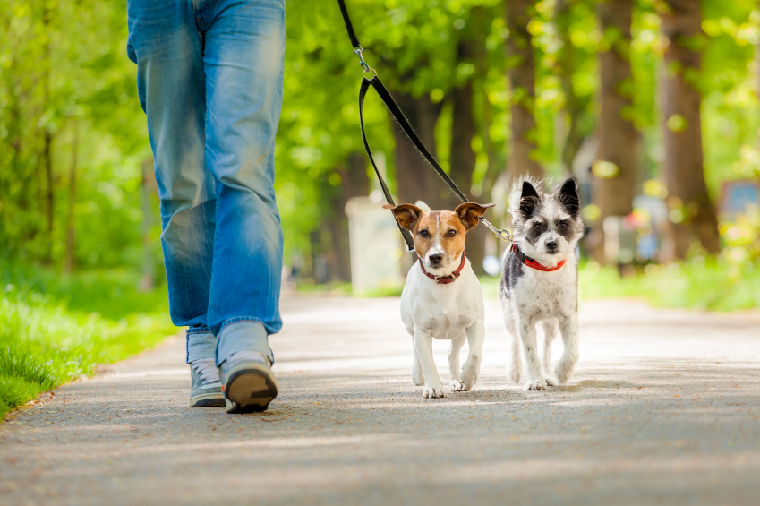 dogs going for a walk