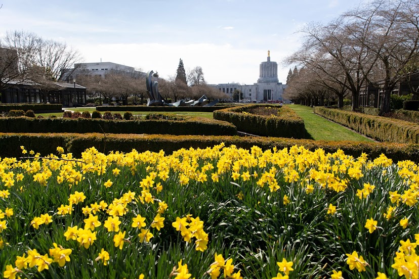 daffodills in focus + capitol in foreground.jpg