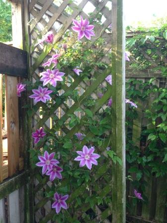 Dr Rupple_Clematis