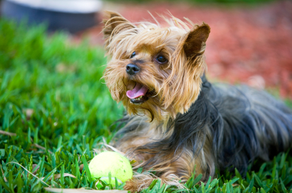 Small dog in yard with ball 