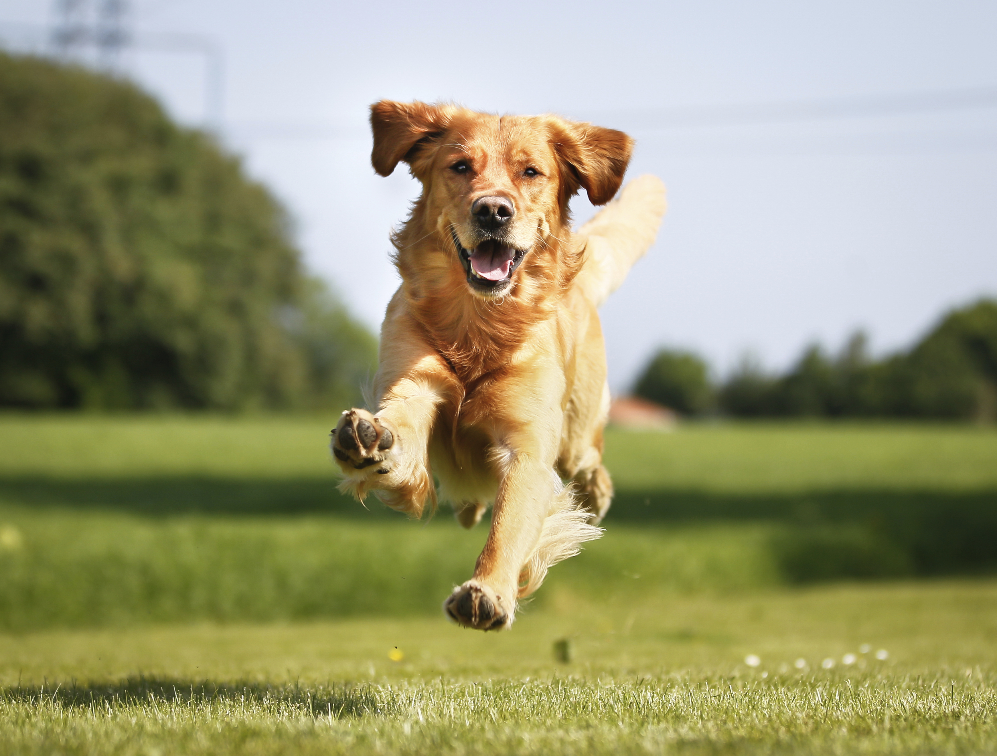 Golden retriever dog