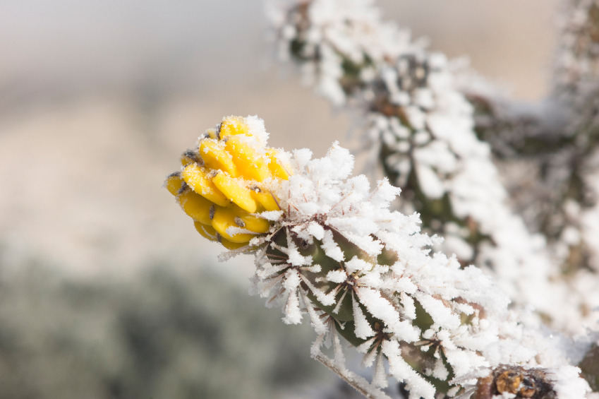 frozen Texas cactus