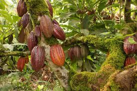 Plant of Cacao