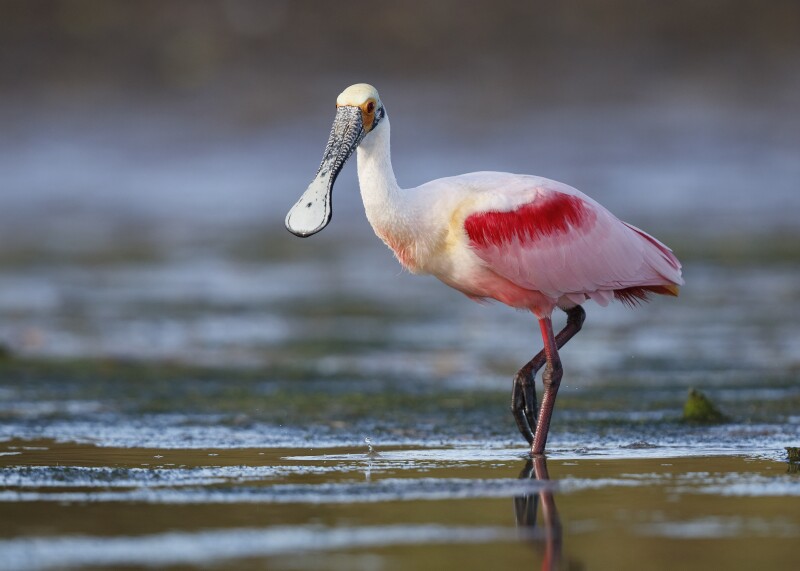 Roseate Spoonbill wading